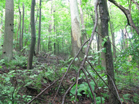 GRSM Accuracy Assessment. Plot Code: GRSM_AA_0466_6