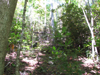 GRSM Accuracy Assessment. Plot Code: GRSM_AA_0201_2