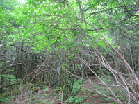 GRSM Accuracy Assessment. Plot Code: GRSM_AA_0115_5