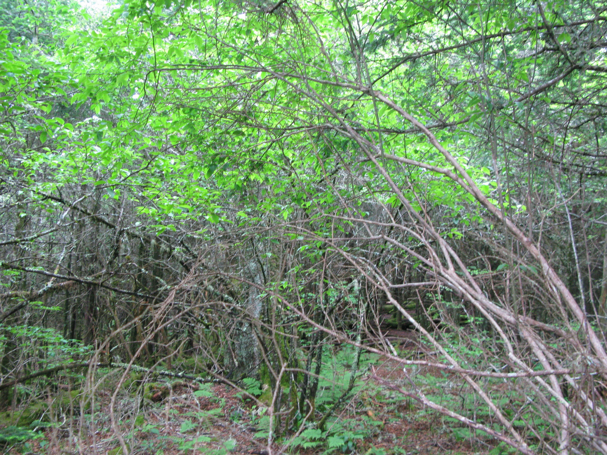 GRSM Accuracy Assessment. Plot Code: GRSM_AA_0115_5