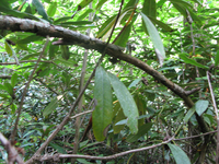 GRSM Accuracy Assessment. Plot Code: GRSM_AA_0334_5