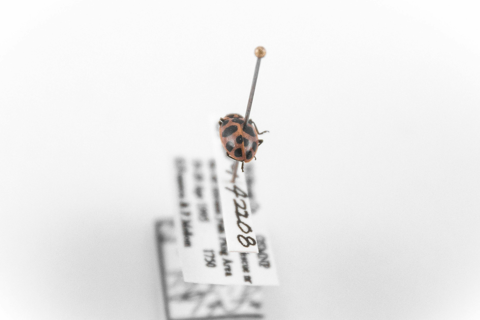 Image of Coleomegilla maculata lengi, a species of Animalia