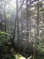 GRSM Accuracy Assessment. Plot Code: GRSM_AA_0141_6