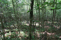 GRSM Accuracy Assessment. Plot Code: GRSM_AA_0847_5