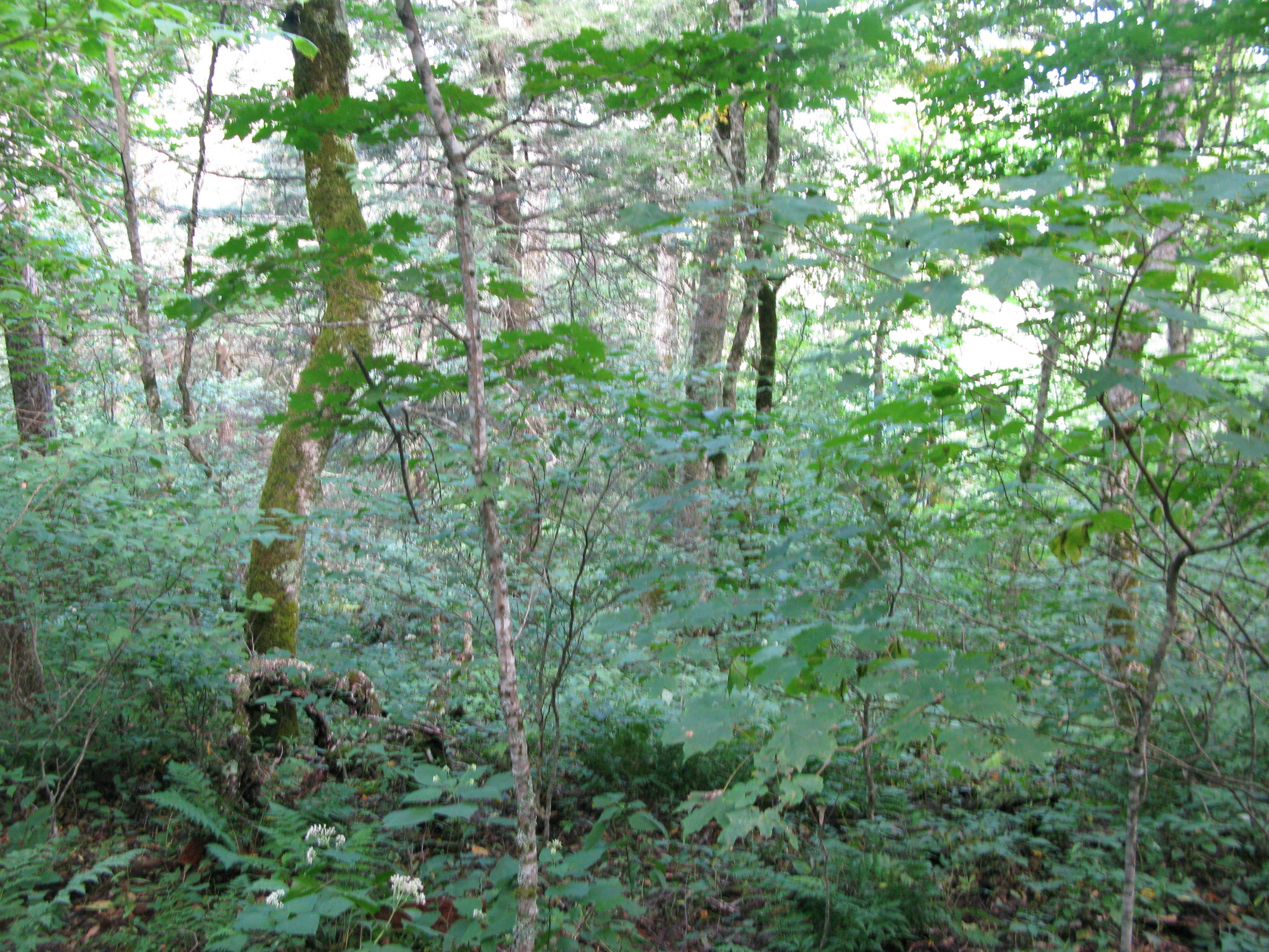 GRSM Accuracy Assessment. Plot Code: GRSM_AA_0253_6