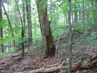 GRSM Accuracy Assessment. Plot Code: GRSM_AA_0923_2