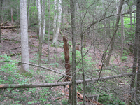 GRSM Accuracy Assessment. Plot Code: GRSM_AA_0923_6