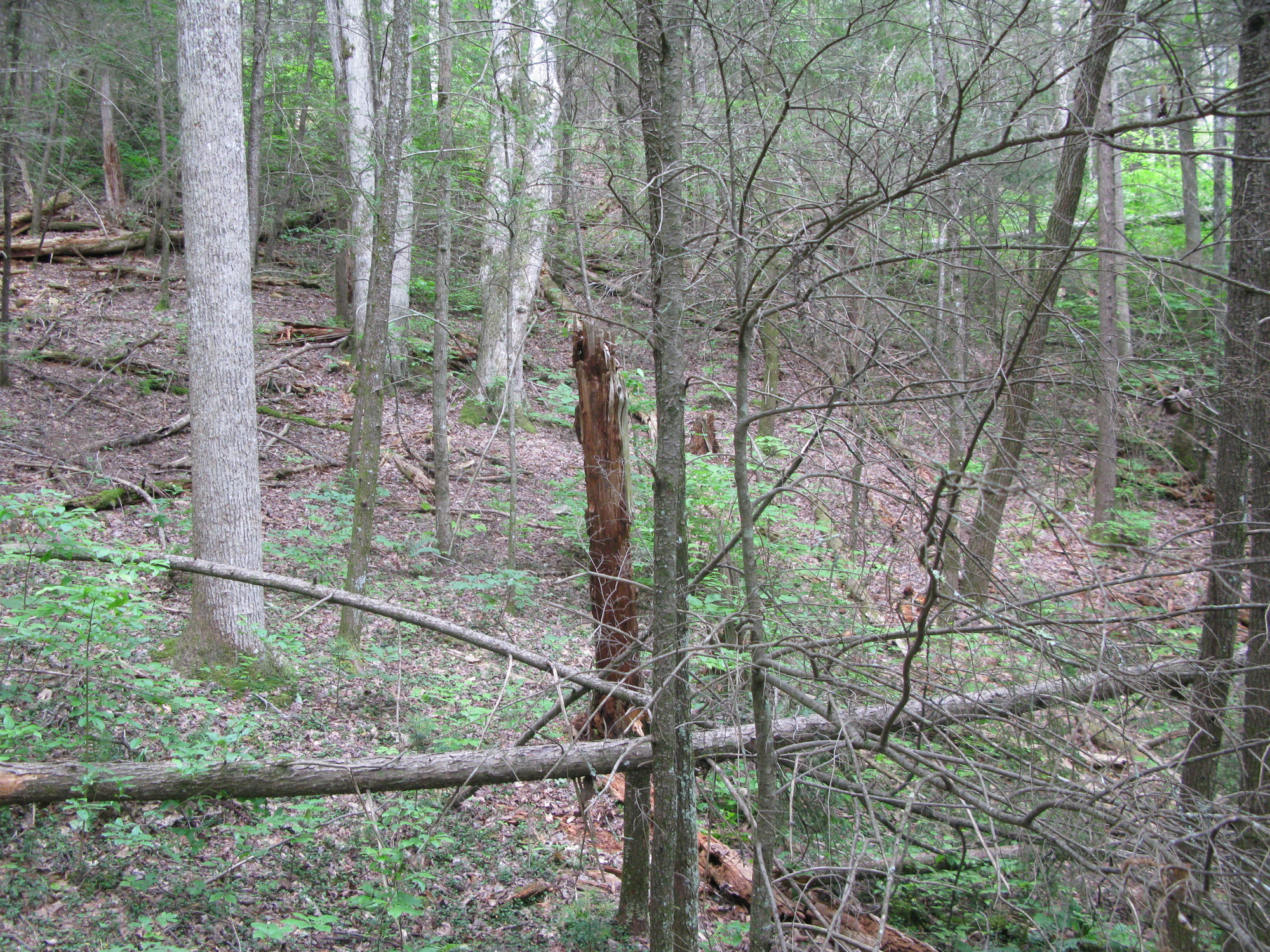 GRSM Accuracy Assessment. Plot Code: GRSM_AA_0923_6