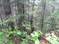 GRSM Accuracy Assessment. Plot Code: GRSM_AA_0962_4