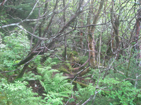 GRSM Accuracy Assessment. Plot Code: GRSM_AA_0678_4