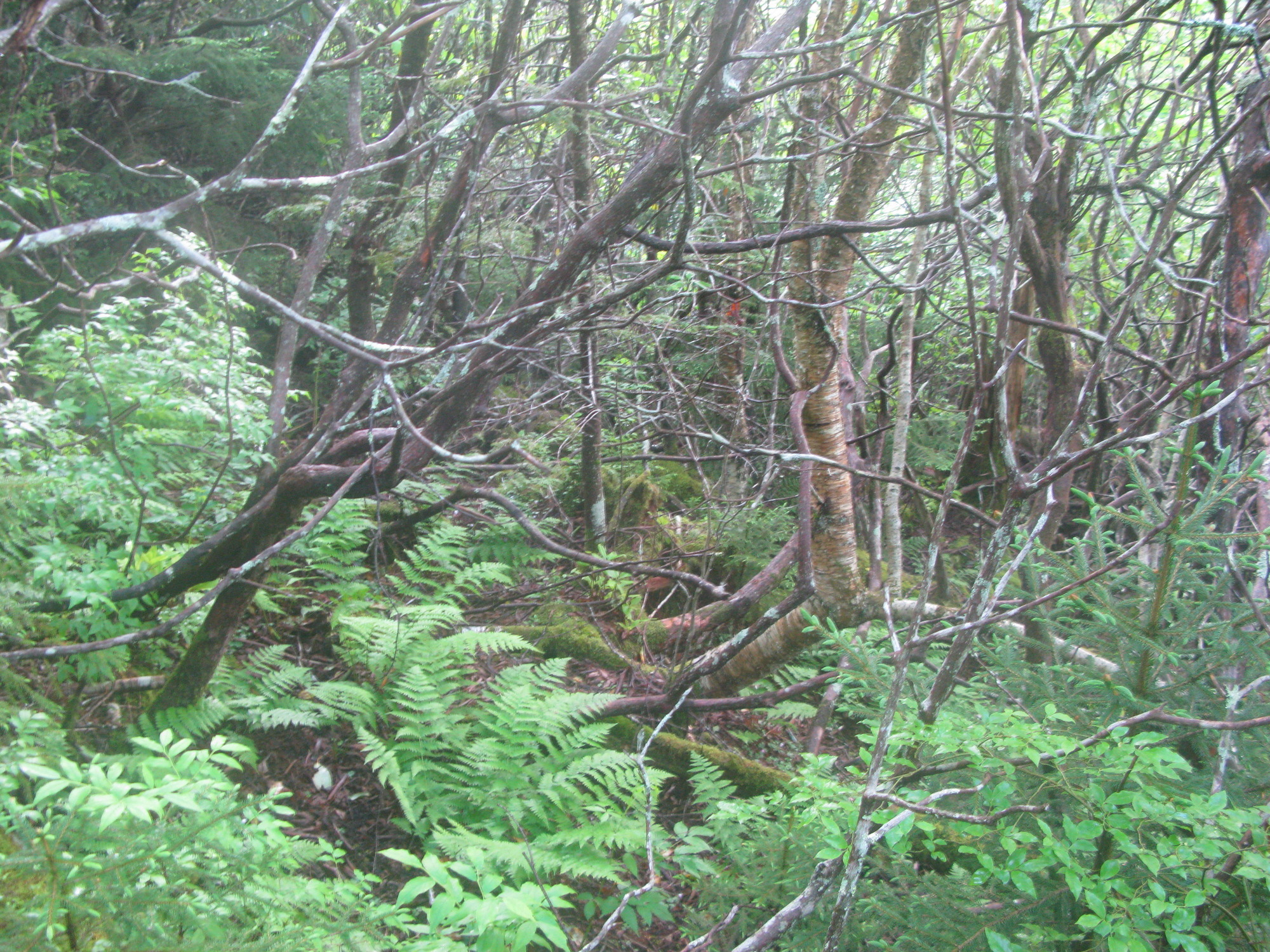 GRSM Accuracy Assessment. Plot Code: GRSM_AA_0678_4