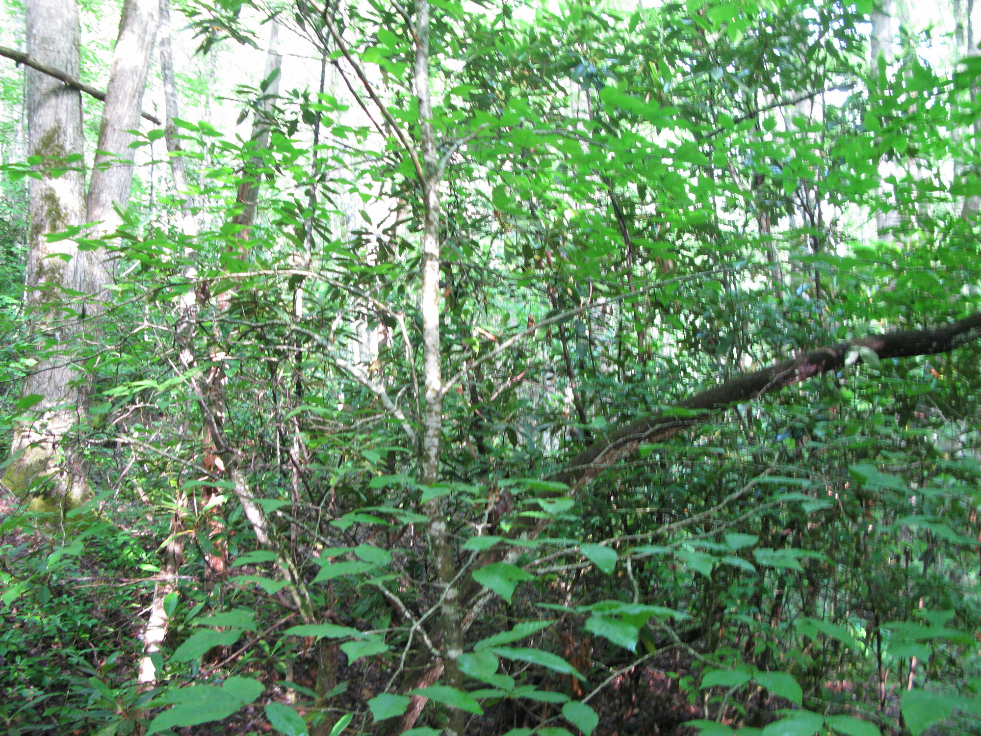 GRSM Accuracy Assessment. Plot Code: GRSM_AA_0129_5