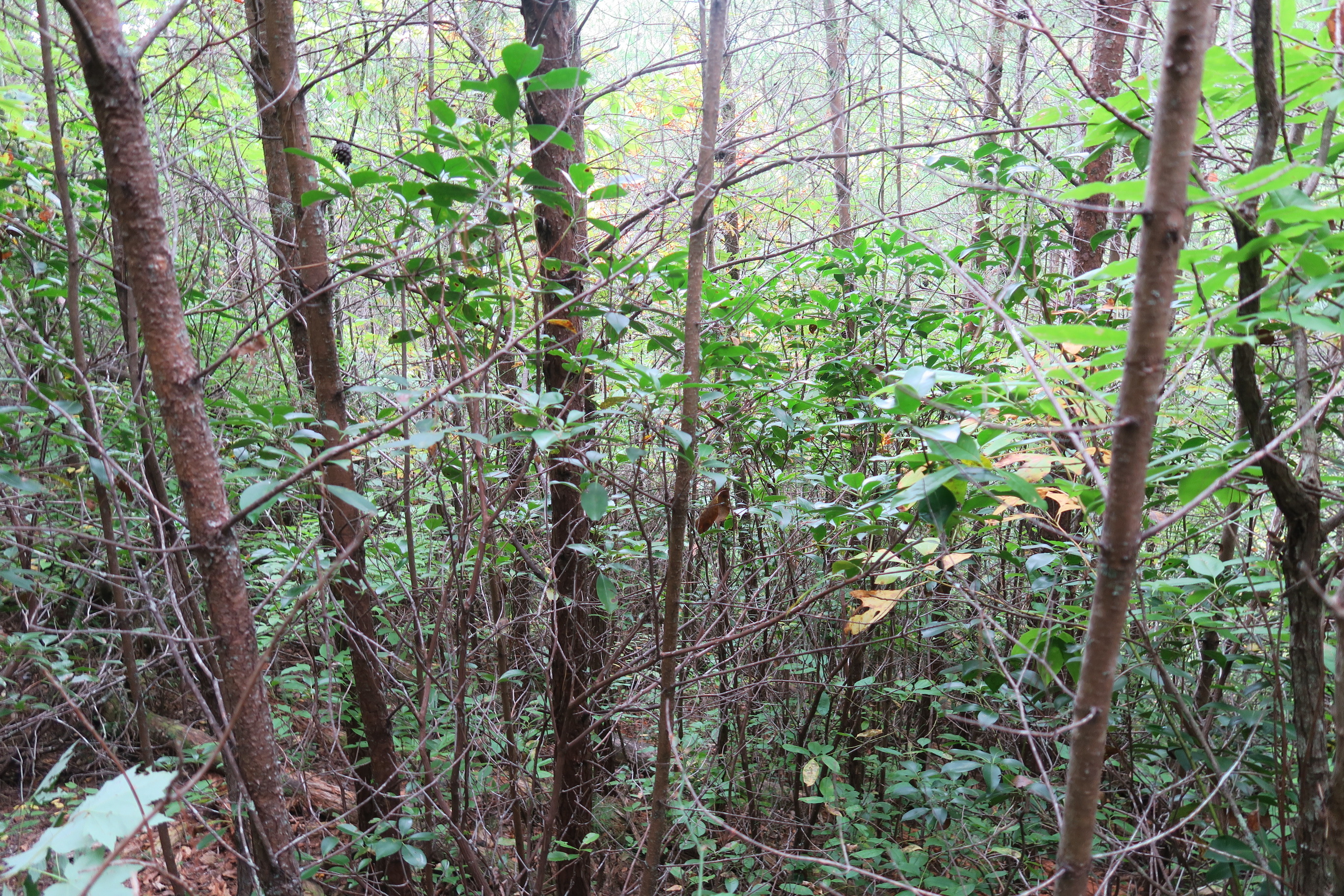 GRSM Accuracy Assessment. Plot Code: GRSM_AA_0822_6