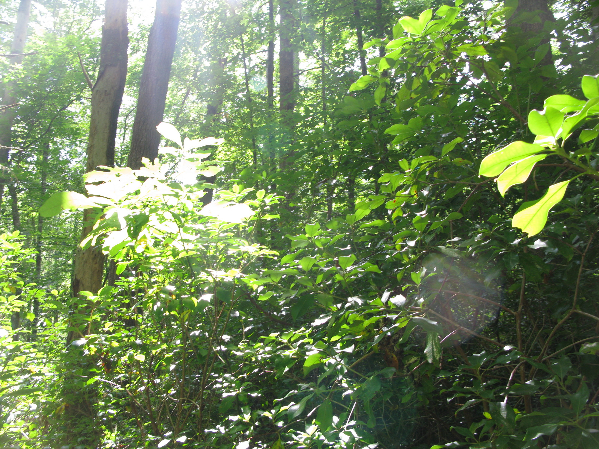 GRSM Accuracy Assessment. Plot Code: GRSM_AA_0302_5