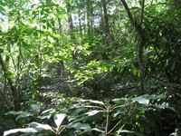 GRSM Accuracy Assessment. Plot Code: GRSM_AA_0198_5