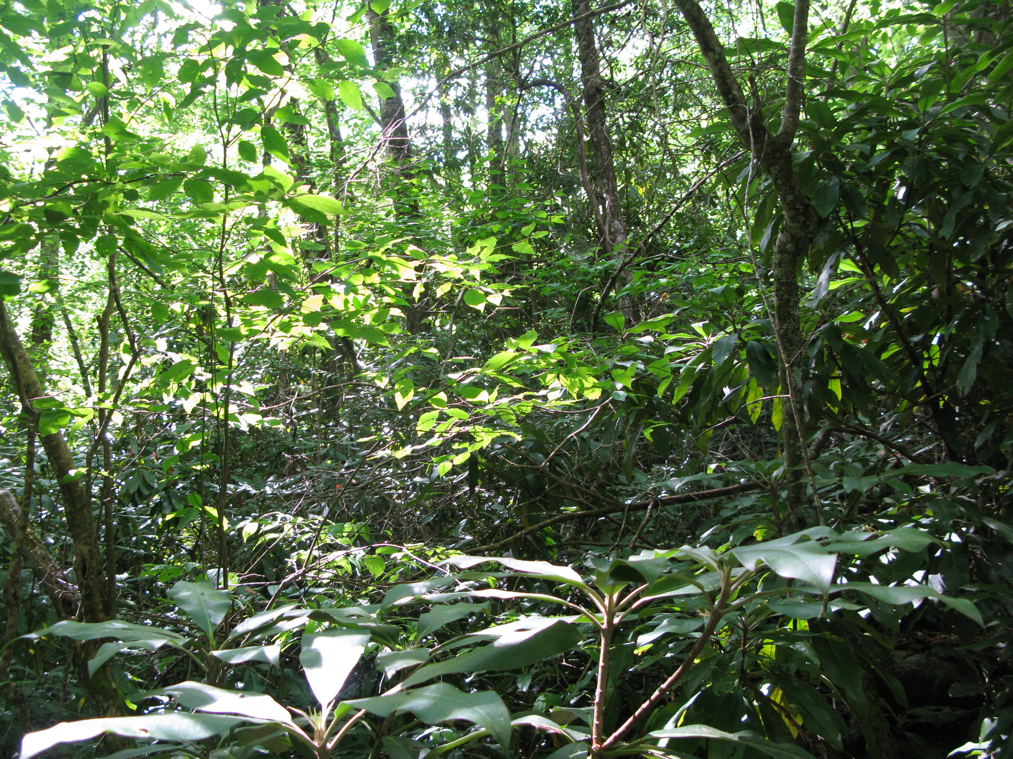 GRSM Accuracy Assessment. Plot Code: GRSM_AA_0198_5