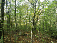 GRSM Accuracy Assessment. Plot Code: GRSM_AA_0146_5