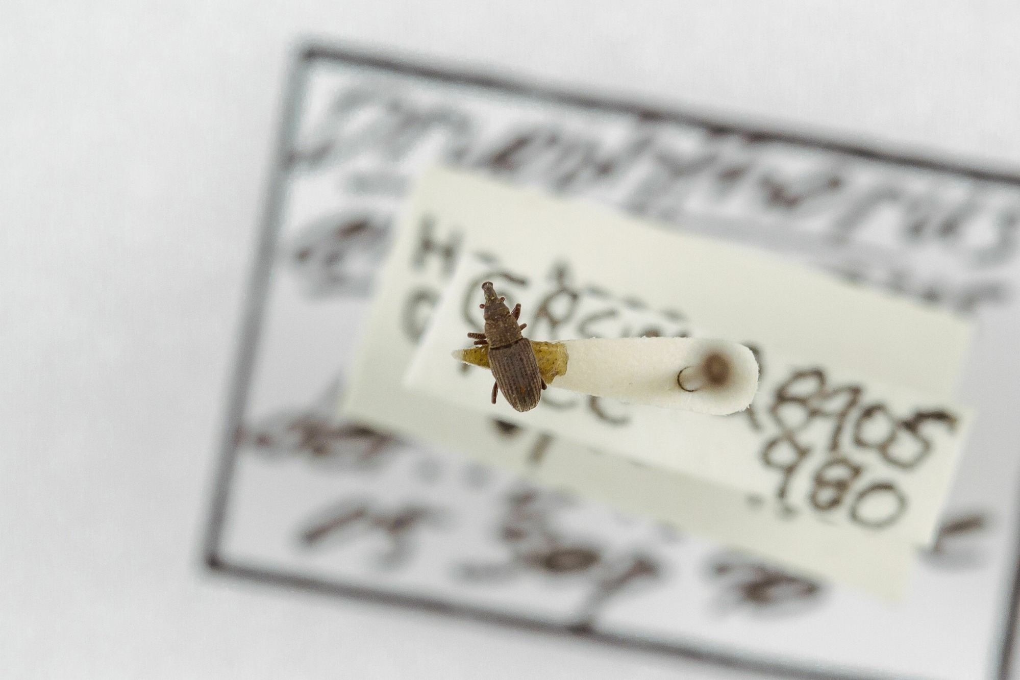 Image of Dryophthorus americanus, a species of Animalia