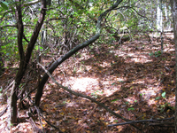 GRSM Accuracy Assessment. Plot Code: GRSM_AA_0150_2