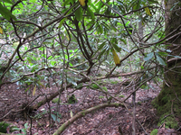 GRSM Accuracy Assessment. Plot Code: GRSM_AA_0199_2