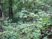 GRSM Accuracy Assessment. Plot Code: GRSM_AA_0843_2