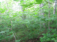 GRSM Accuracy Assessment. Plot Code: GRSM_AA_0559_2