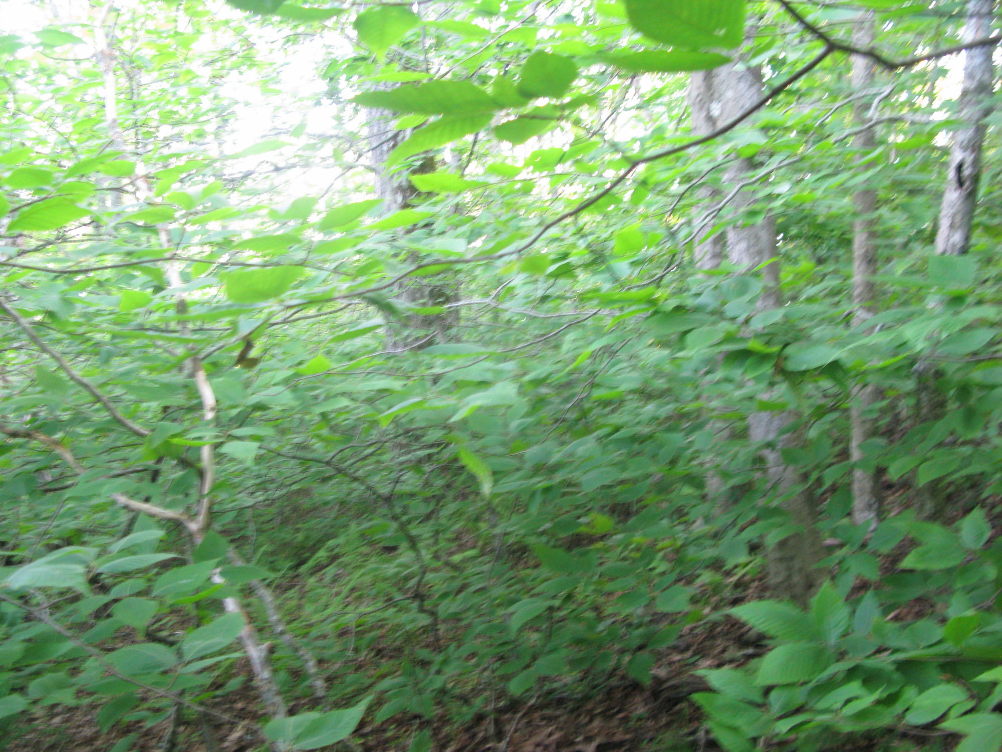 GRSM Accuracy Assessment. Plot Code: GRSM_AA_0559_2