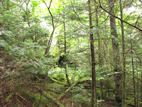 GRSM Accuracy Assessment. Plot Code: GRSM_AA_0280_6