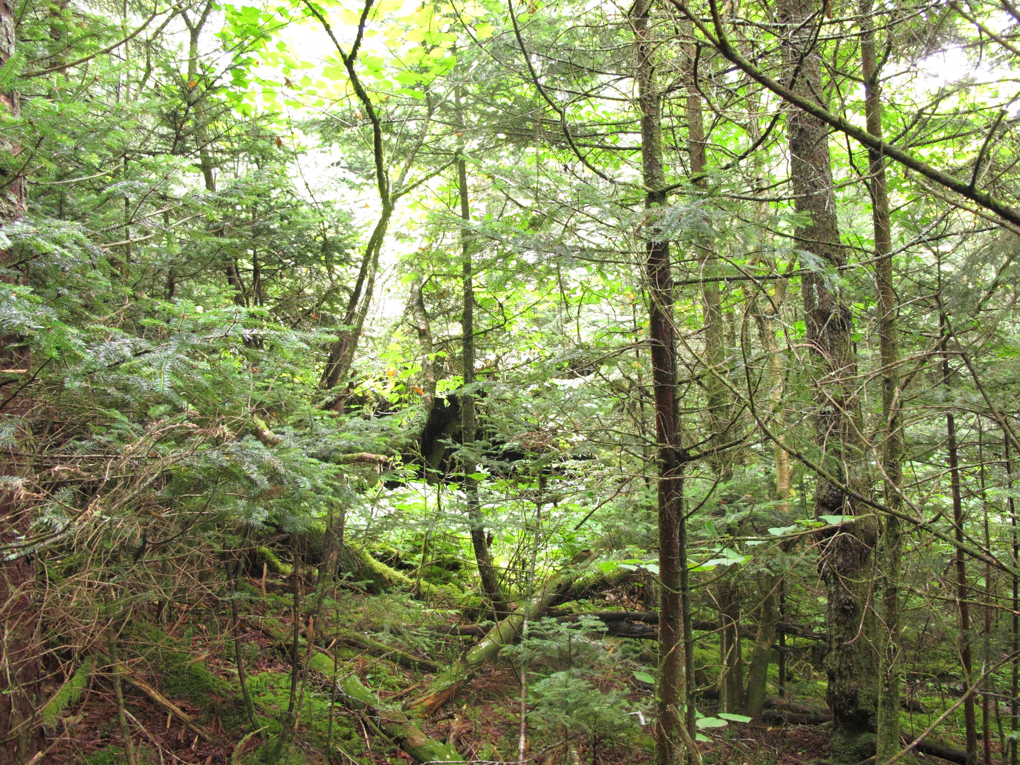 GRSM Accuracy Assessment. Plot Code: GRSM_AA_0280_6