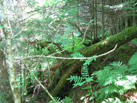 GRSM Accuracy Assessment. Plot Code: GRSM_AA_0101_3