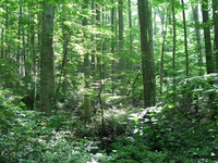 Plot Code: GRSM_AA_0604_3