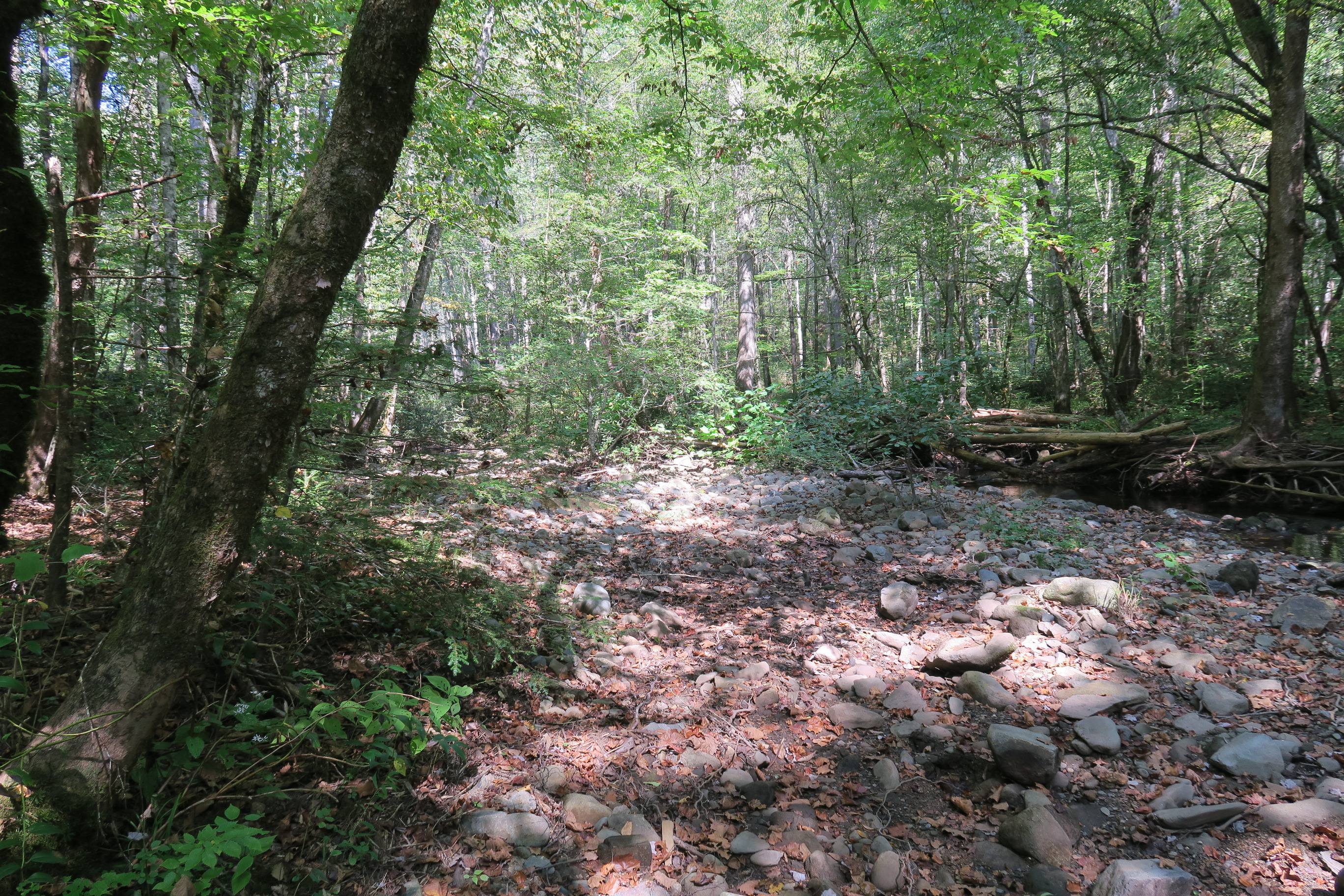 GRSM Accuracy Assessment. Plot Code: GRSM_AA_0789_2