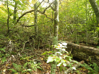 GRSM Accuracy Assessment. Plot Code: GRSM_AA_0146_3