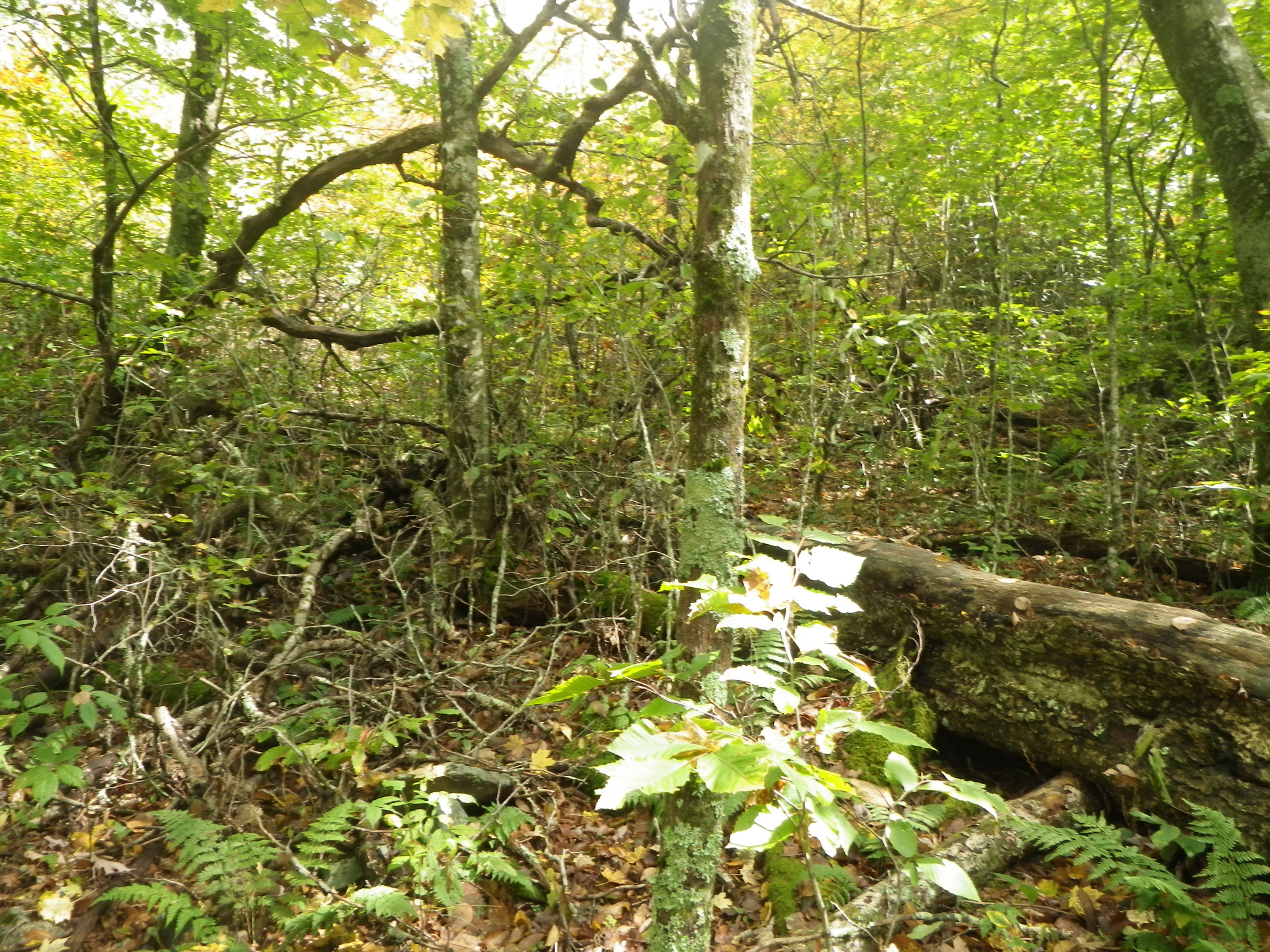 GRSM Accuracy Assessment. Plot Code: GRSM_AA_0146_3