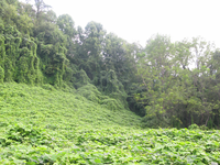 GRSM Accuracy Assessment. Plot Code: GRSM_AA_0347_6