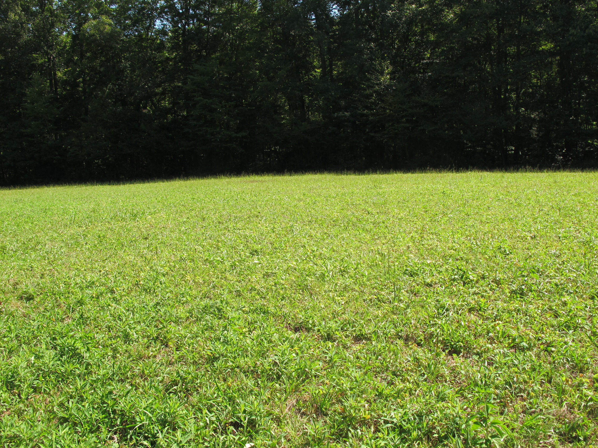 GRSM Accuracy Assessment. Plot Code: GRSM_AA_0798_3