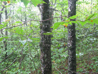 GRSM Accuracy Assessment. Plot Code: GRSM_AA_0508_5