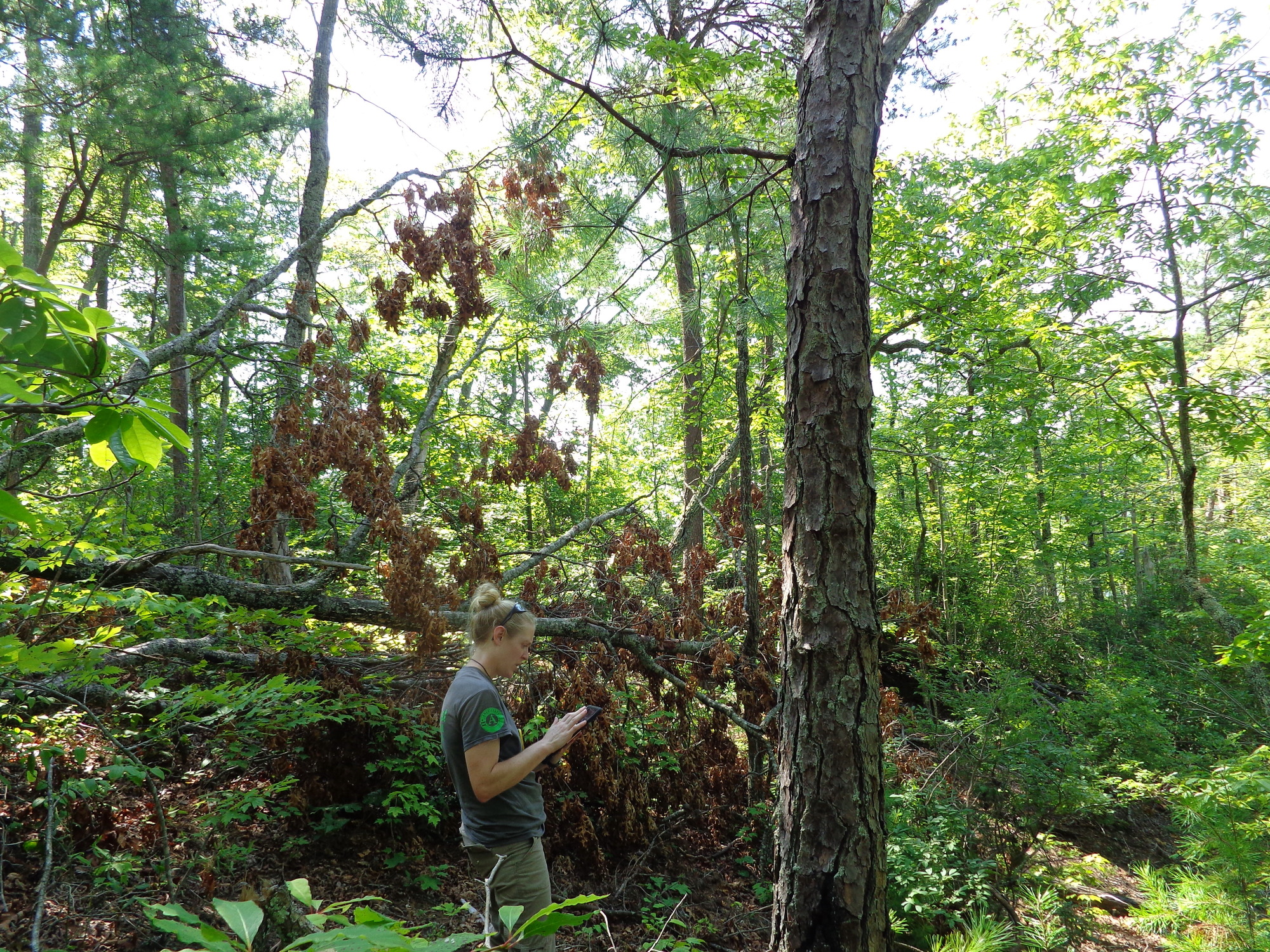 GRSM Accuracy Assessment. Plot Code: GRSM_AA_0295_3