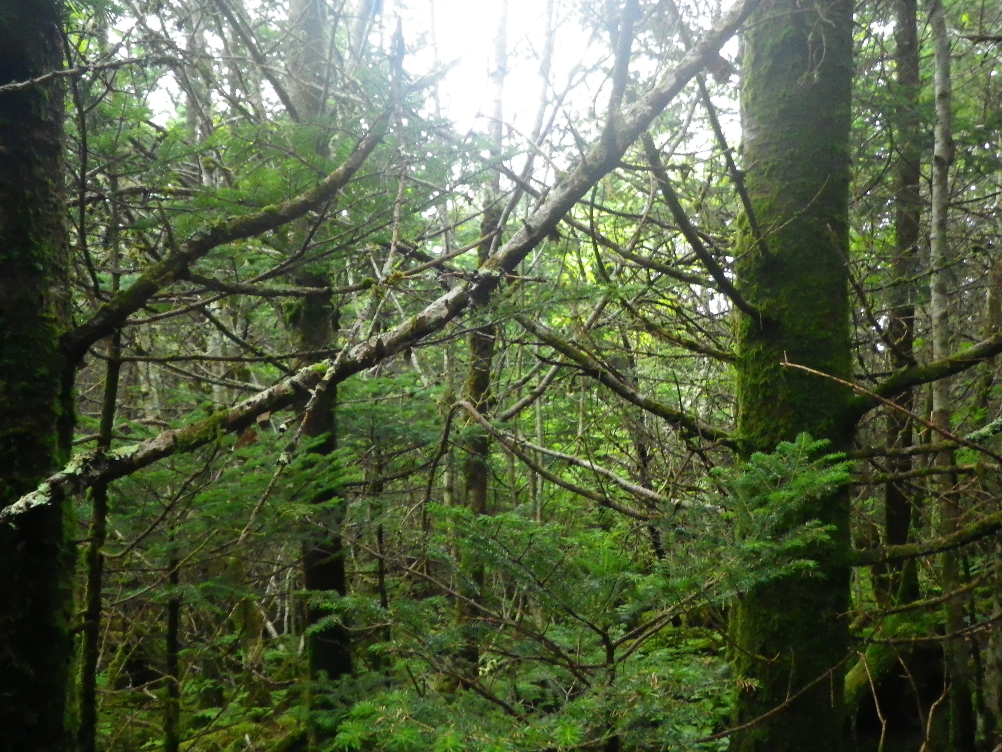 Plot Code: GRSM_AA_0658_3