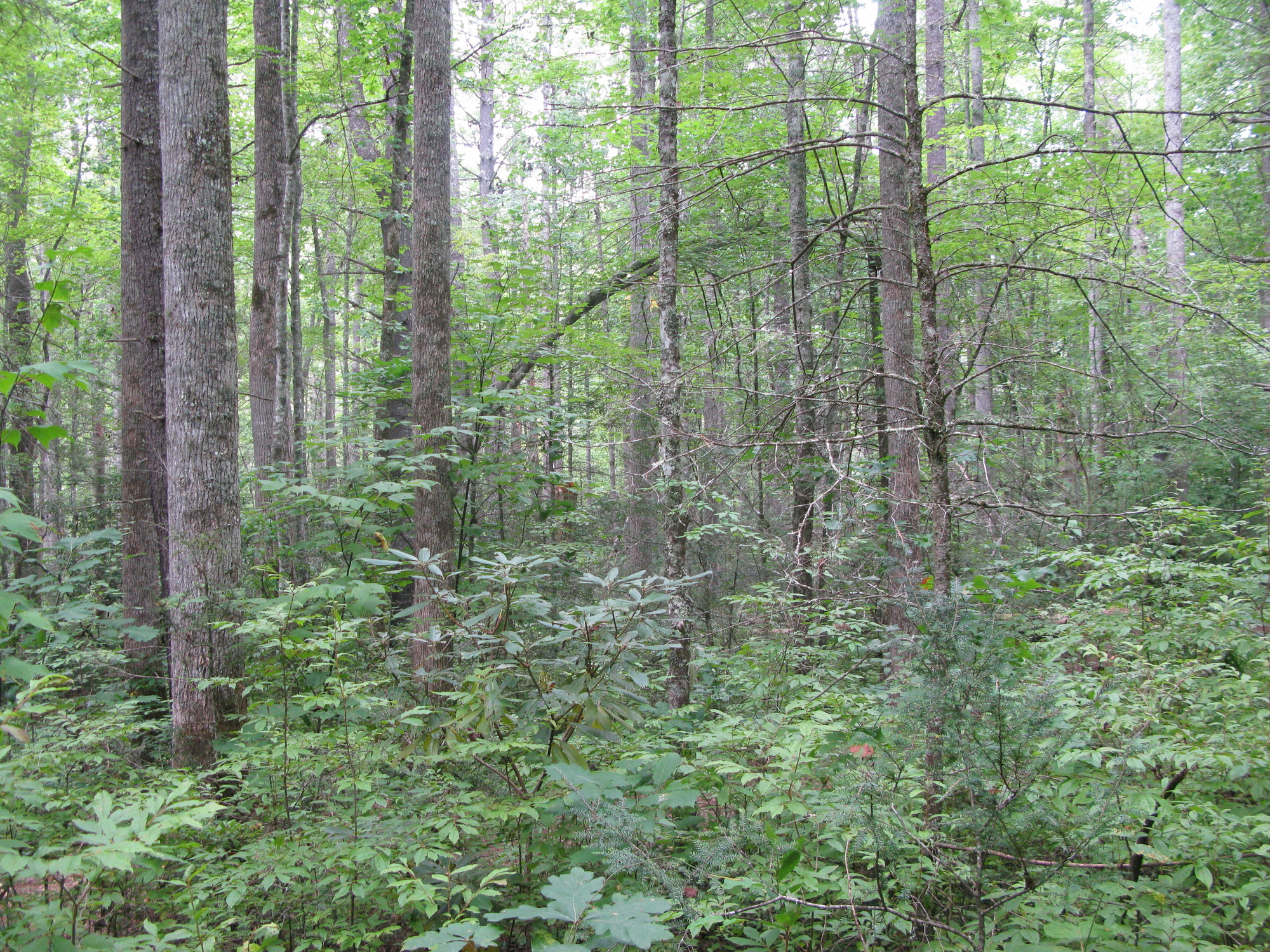 GRSM Accuracy Assessment. Plot Code: GRSM_AA_0078_6