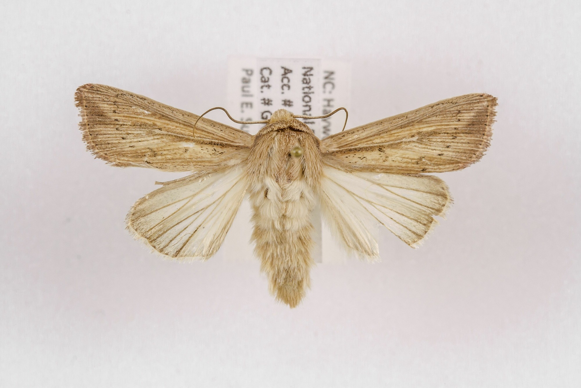 Image of Leucania phragmitidicola, a species of Animalia