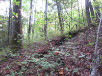 GRSM Accuracy Assessment. Plot Code: GRSM_AA_0562_3