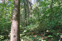 GRSM Accuracy Assessment. Plot Code: GRSM_AA_0825_5