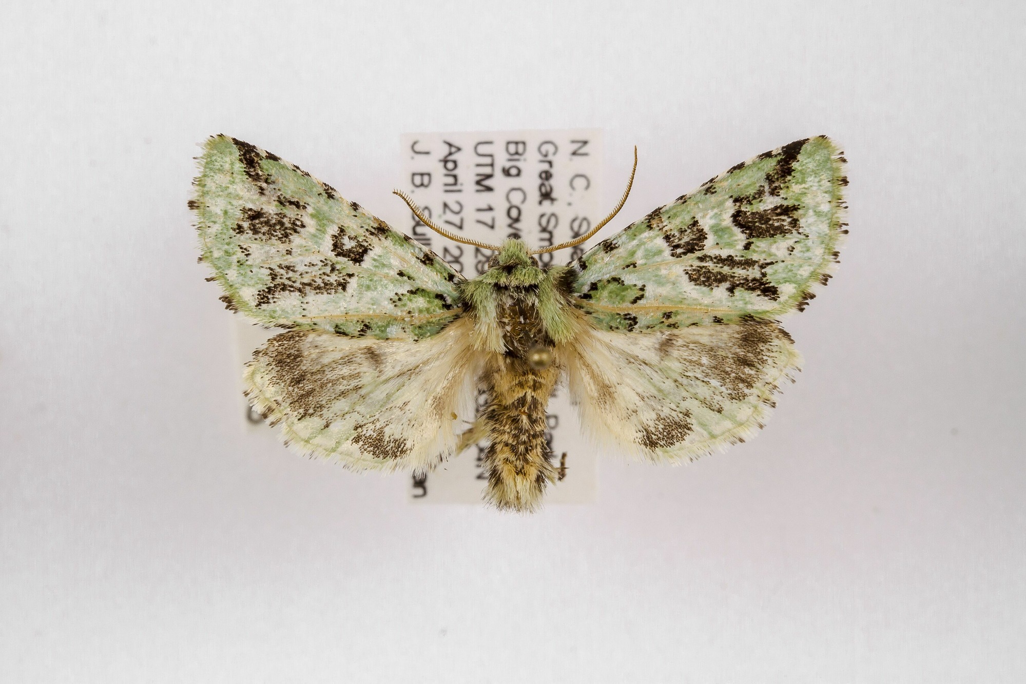 Image of Feralia comstocki, a species of Animalia