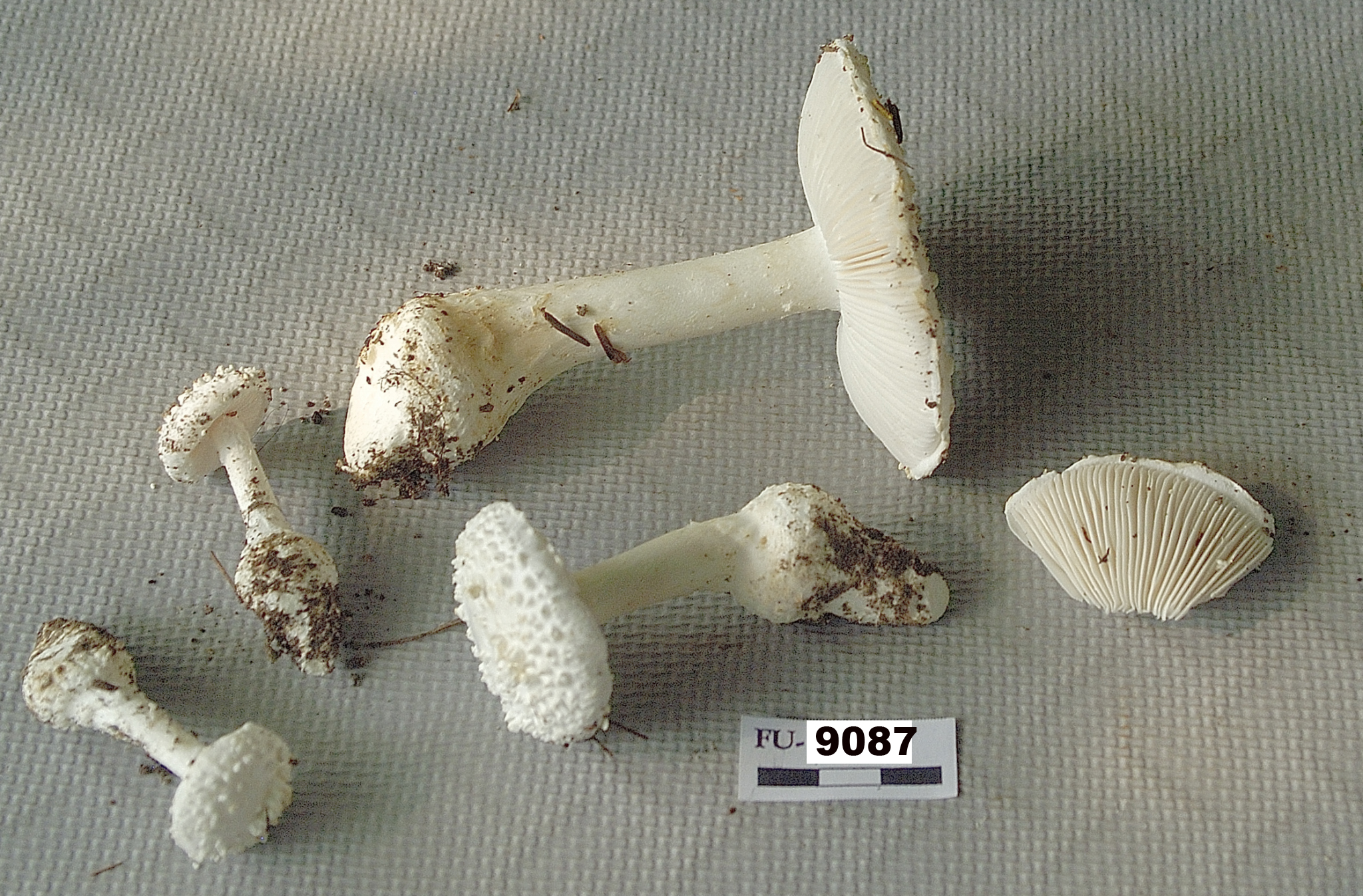 Image of Amanita polypyramis, a species of fungi.