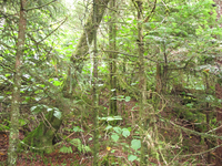 GRSM Accuracy Assessment. Plot Code: GRSM_AA_0280_4