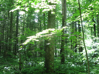 GRSM Accuracy Assessment. Plot Code: GRSM_AA_0647