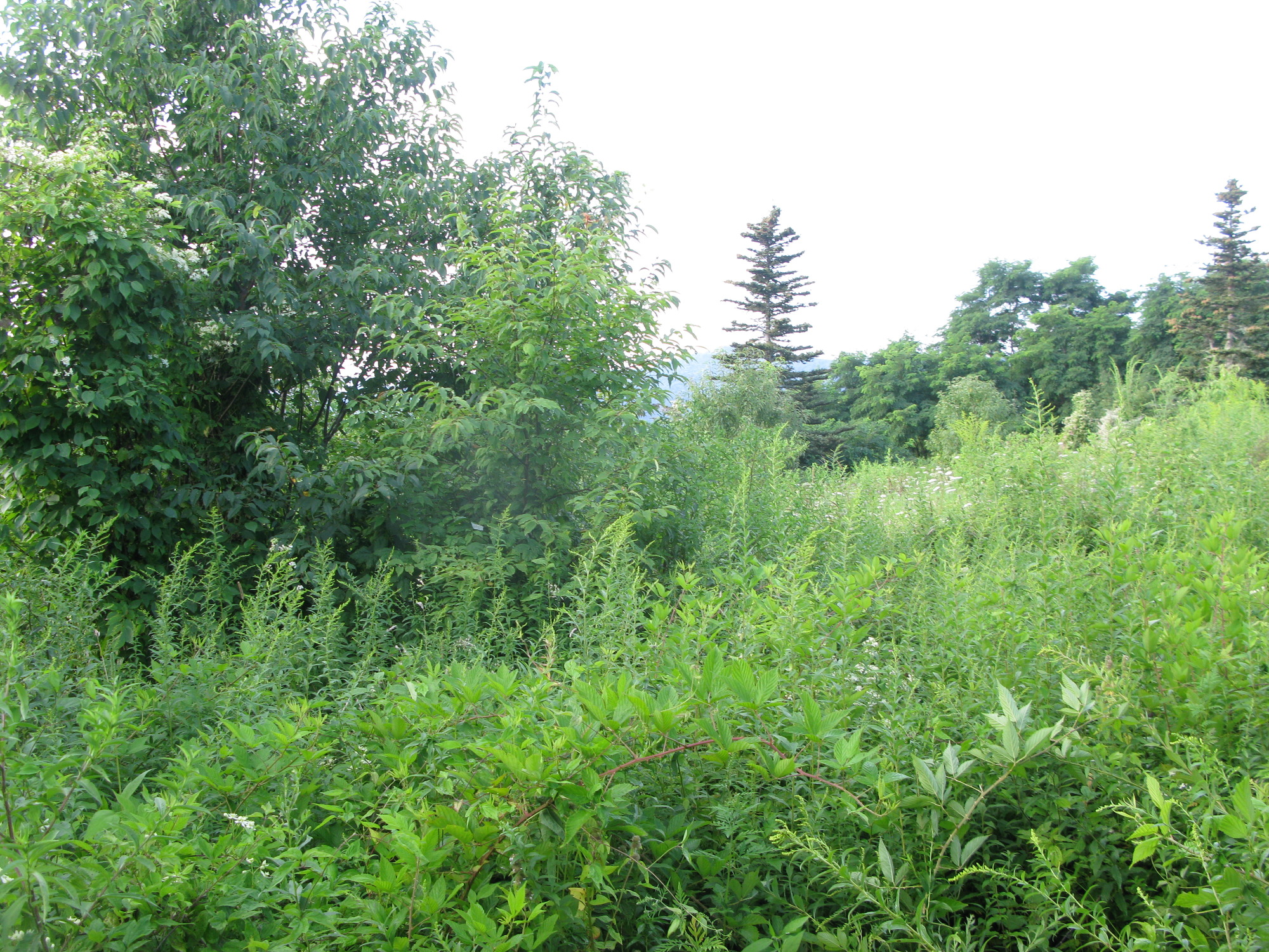 GRSM Accuracy Assessment. Plot Code: GRSM_AA_0839_4