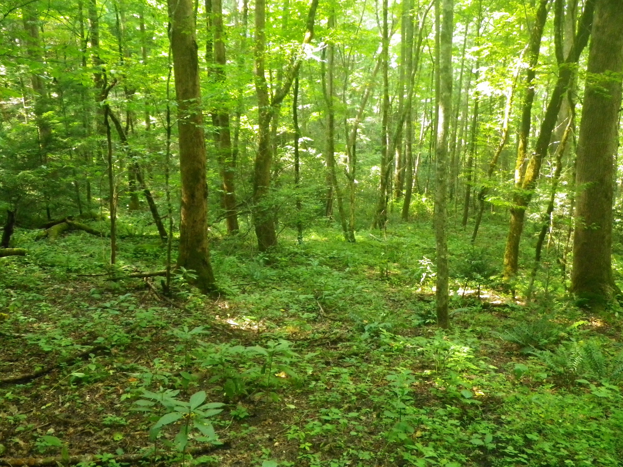 GRSM Accuracy Assessment. Plot Code: GRSM_AA_0570_6