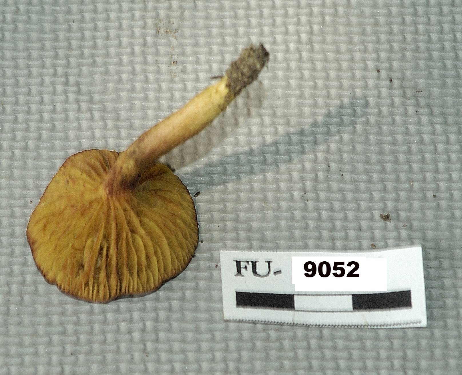 Image of Phylloporus rhodoxanthus, a species of fungi.